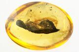 Detailed Fossil Marsh Beetle (Scirtidae) in Baltic Amber #357752-1